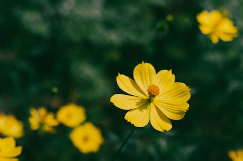 Close-up of Yellow Cosmos Flowers 