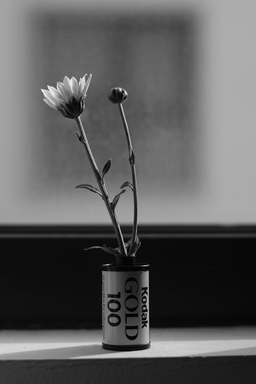 Foto stok gratis batang, bunga-bunga, grayscale