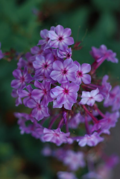 Free Purple Flowers in Close Up Photography Stock Photo