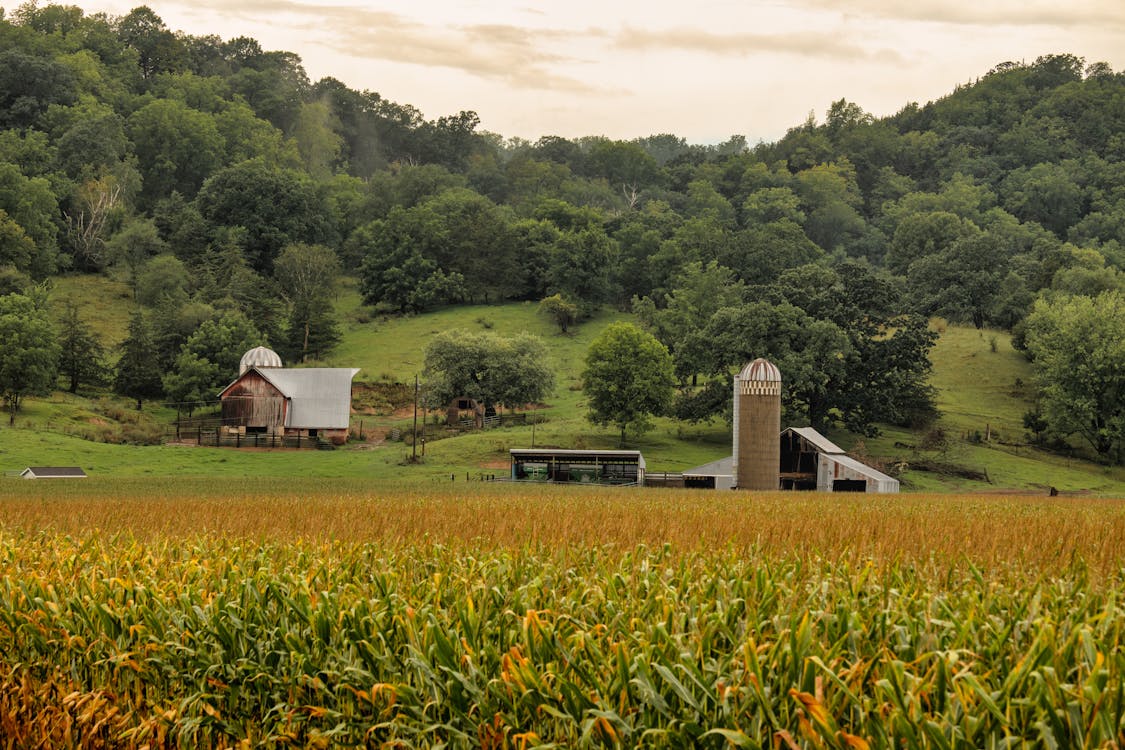 Buildings on Green Grass Field Near Cornfield