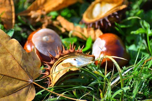 Close-up of Chestnuts Lying on the Grass 
