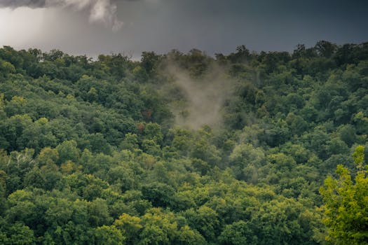 Lush green forest in Minnesota with mist rising under a dramatic sky.