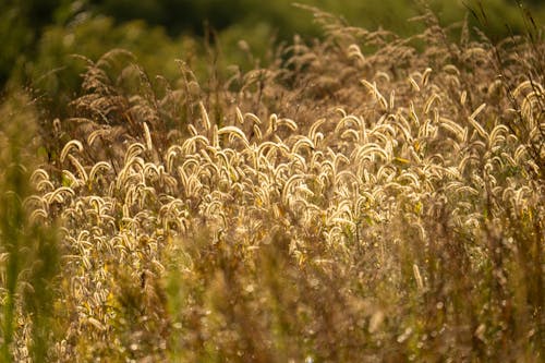 Základová fotografie zdarma na téma botanický, detail, orná půda