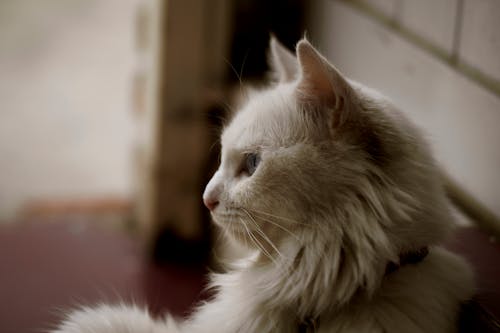 grátis Gato De Casaco Comprido Branco Foto profissional