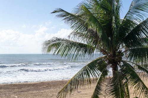 Fotobanka s bezplatnými fotkami na tému Brazília, breh, kokosová palma