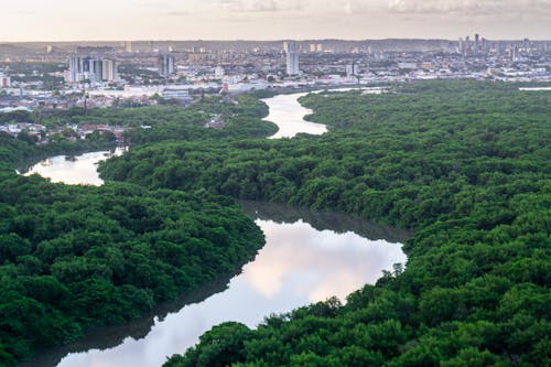 Δωρεάν στοκ φωτογραφιών με Βραζιλία, δασικό ποτάμι, δέντρα Φωτογραφία από στοκ φωτογραφιών