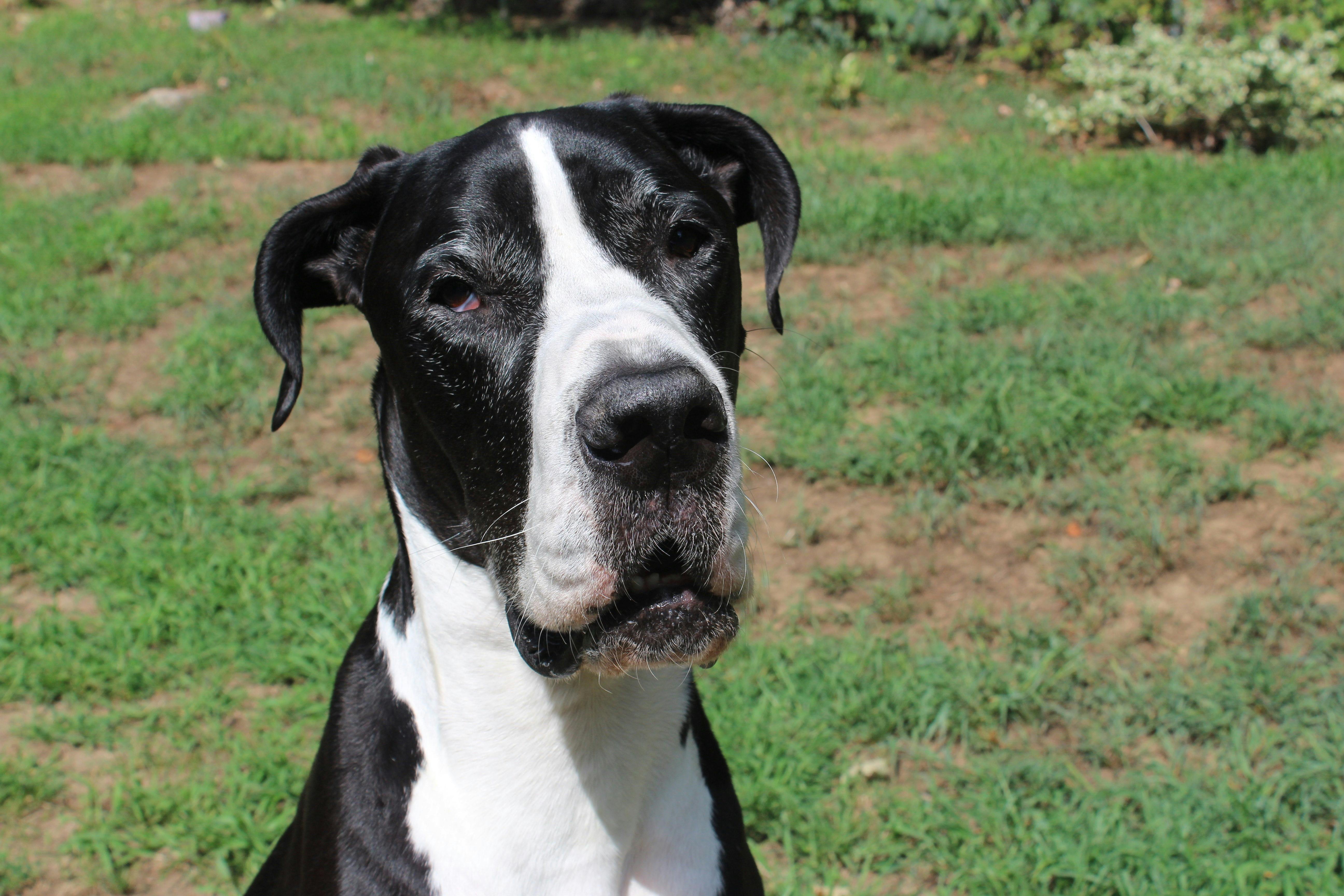 Free stock photo of blackandwhite, dog, great dane