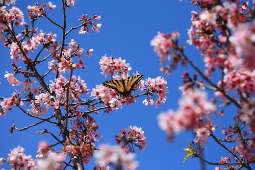 grátis Foto profissional grátis de borboleta, flor de cerejeira, fotografia de insetos Foto profissional