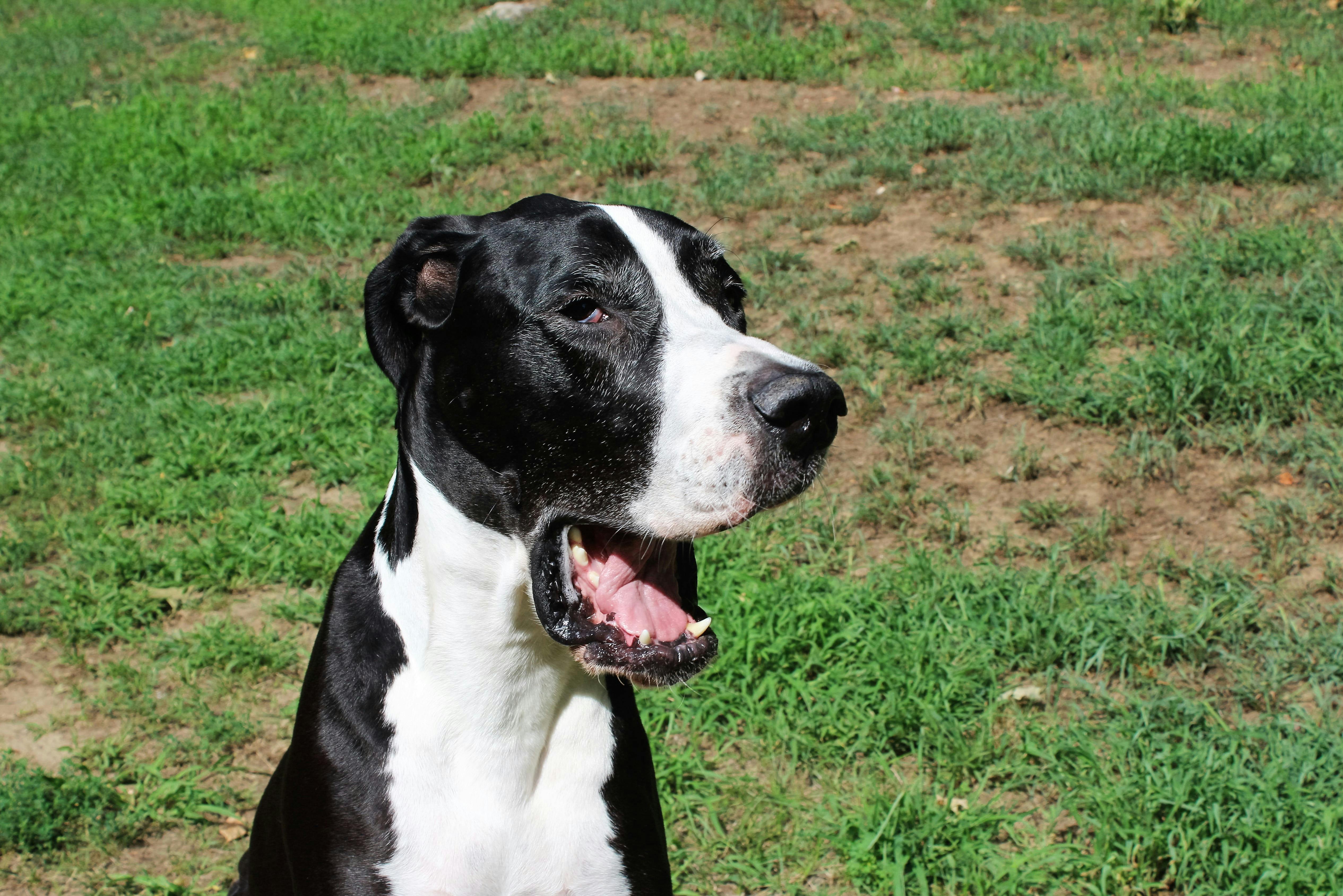 Free stock photo of blackandwhite, dog, great dane