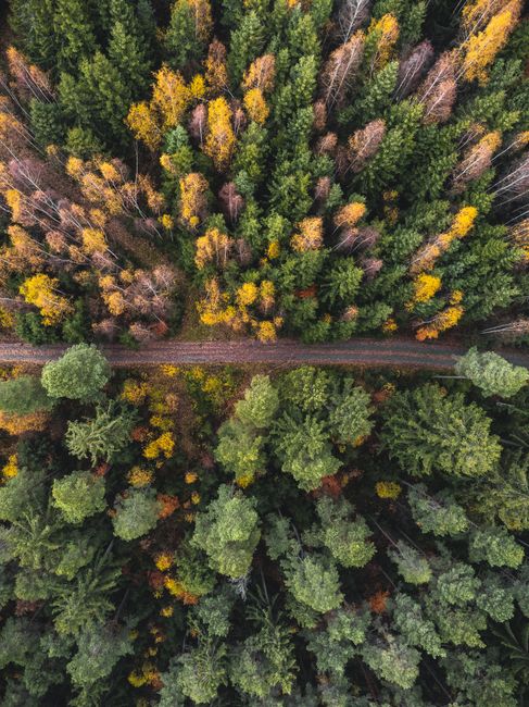 Explore the vibrant autumn colors of Ilmenau, Germany from above, featuring a winding road through dense forest.
