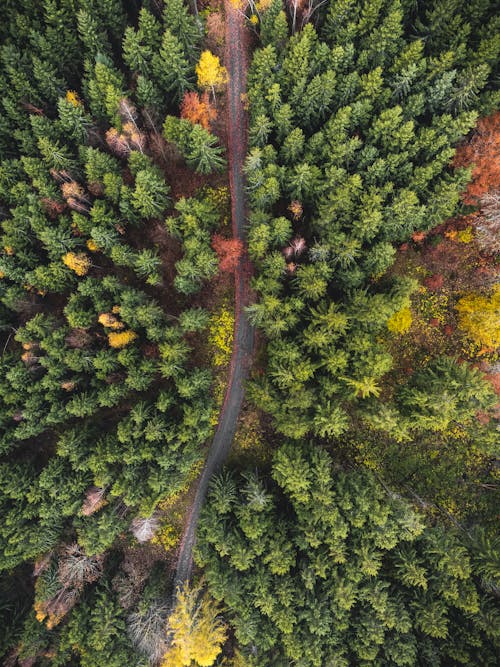 Aerial Photography of Trees