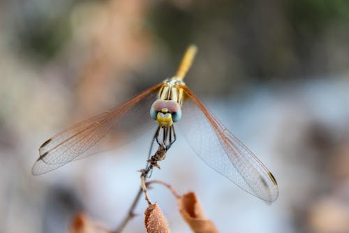 Free Close-up Photography of Brown and Green Dragonfly Stock Photo