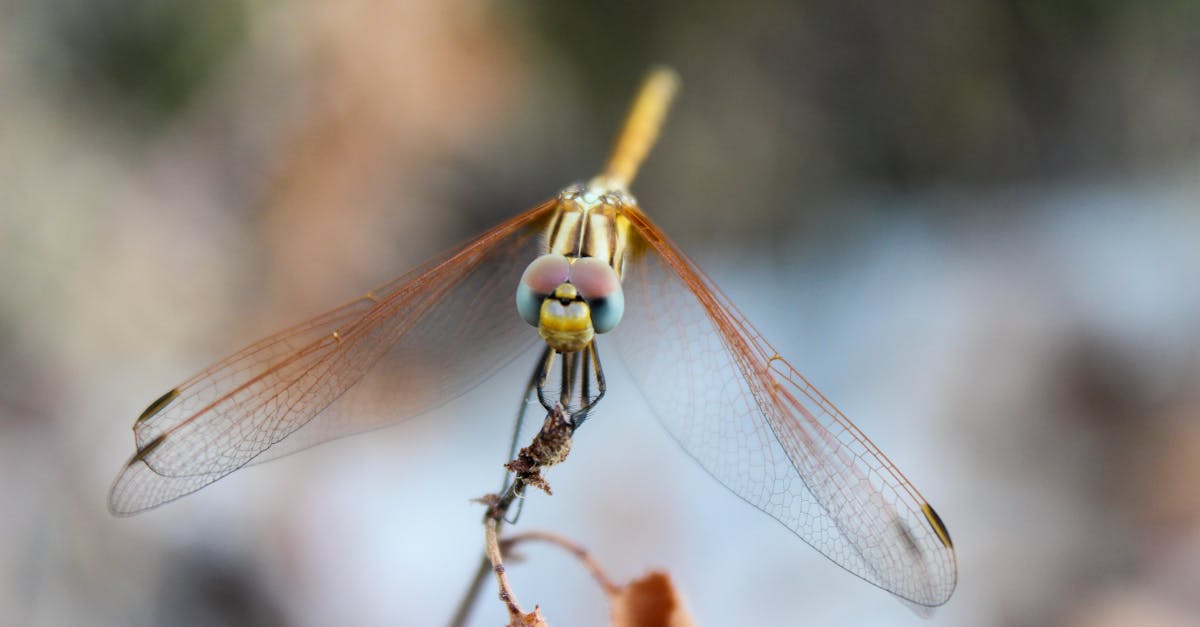 Close-up Photography of Brown and Green Dragonfly