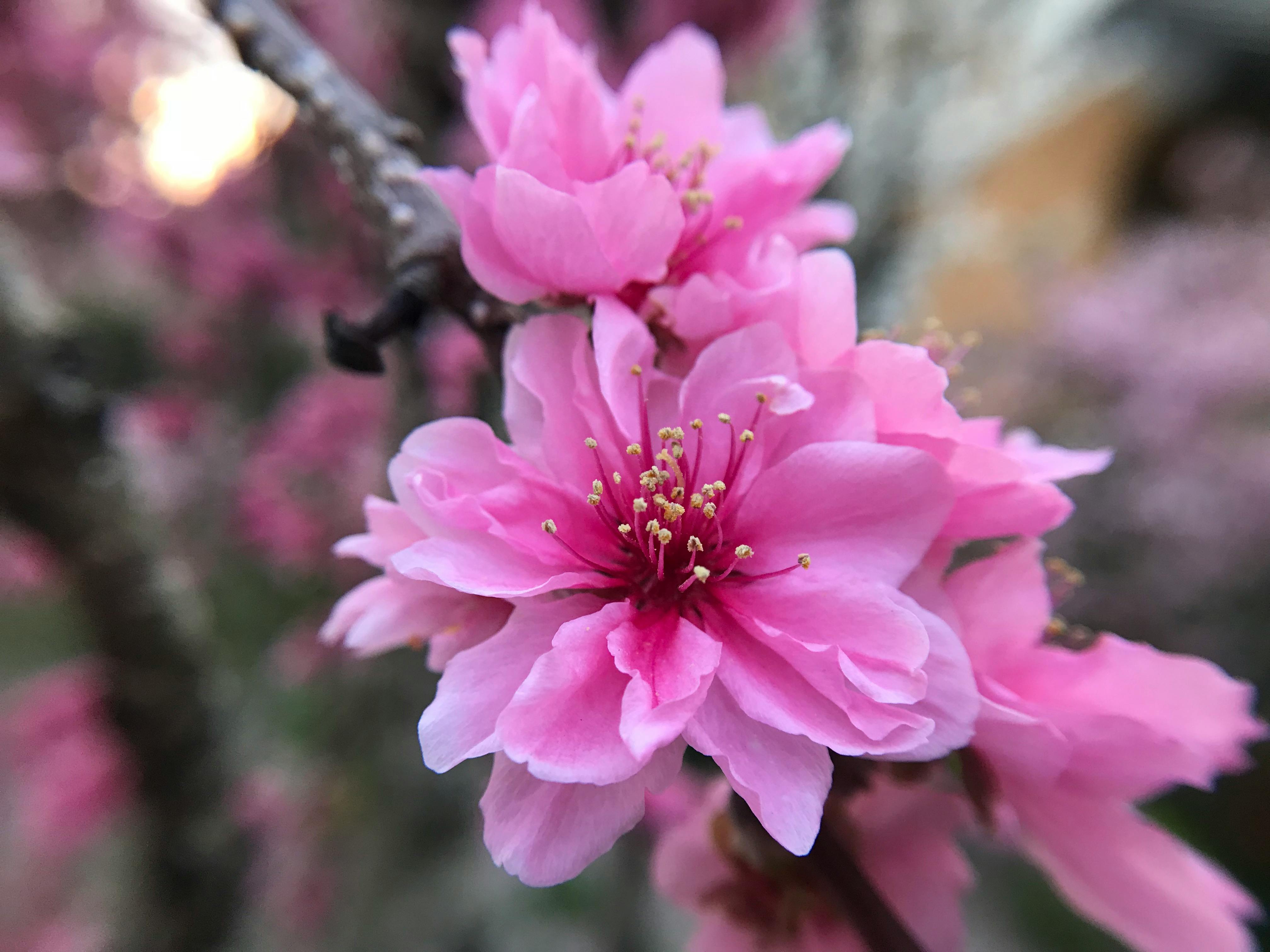 ピンクの花 春の花 梅の花の無料の写真素材