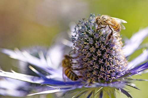 Gratis Fotos de stock gratuitas de abejas, de cerca, flor lila Foto de stock