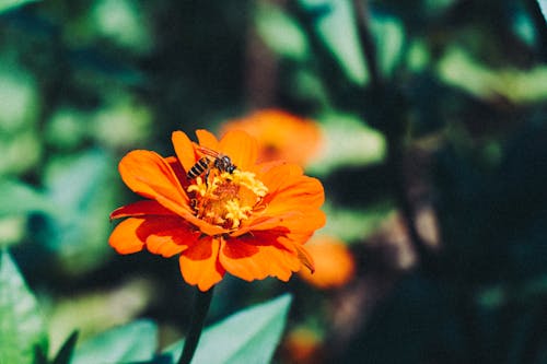 Fotobanka s bezplatnými fotkami na tému lupene, opelenie, oranžový kvet