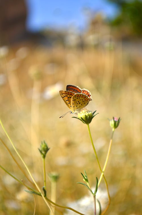 Yellow Butterfly on Green Flower Bud