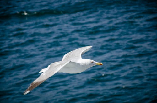 Close Up Photo of White Bird Flying