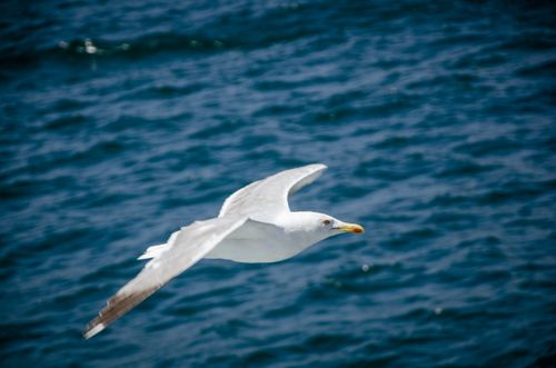 Free A seagull in flight over blue ocean waters, captured with a crisp focus. Stock Photo