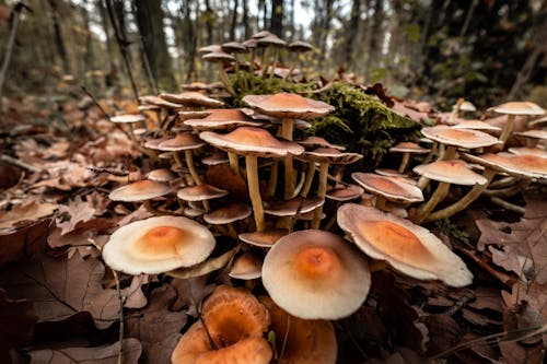 Základová fotografie zdarma na téma houby, mech, podzimní les