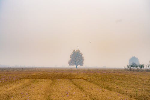 Základová fotografie zdarma na téma hřiště, krajina, orná půda