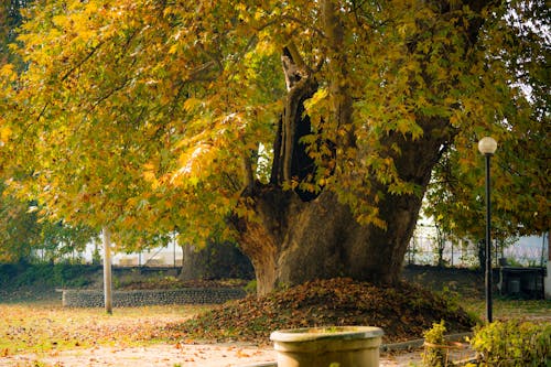 Безкоштовне стокове фото на тему «chinar tree, дерево, листя»