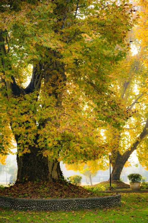 Free A beautiful autumn scene capturing a large tree with yellow leaves in a peaceful park. Stock Photo