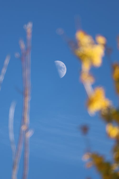 Gratis arkivbilde med blå himmel, halvmåne, luna