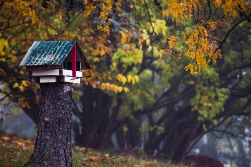Free A charming birdhouse sits on a tree stump surrounded by vibrant autumn foliage, capturing the essence of fall outdoors. Stock Photo