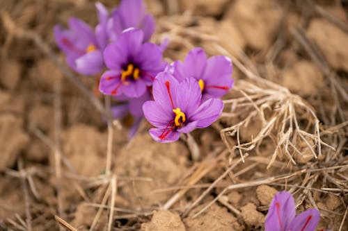 Close Up Photo of Purple Flowers