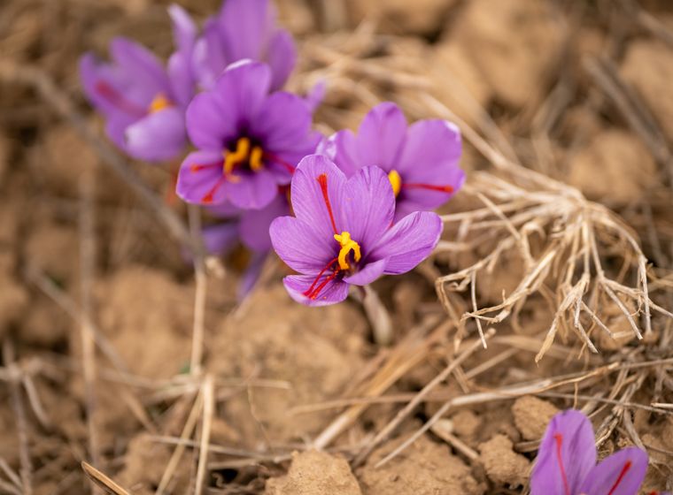 زعفرانی که میشود ردش را گرفت