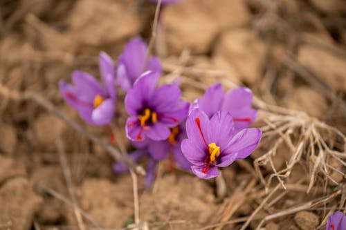 Purple Flowers in Close Up Photography