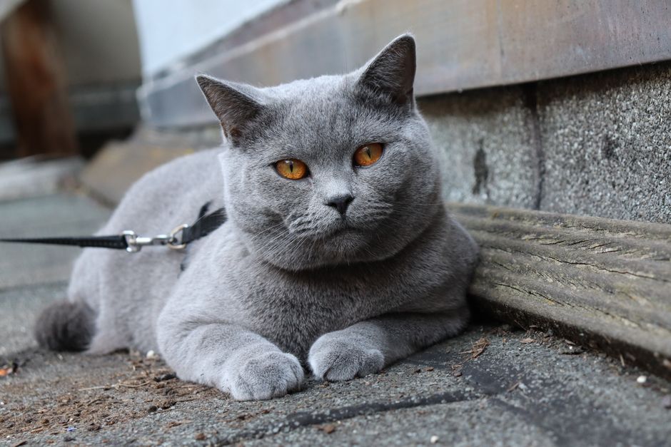 猫のハーネスサイズを確認している様子