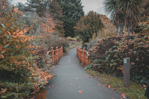 View of a Walkway in a Park between Autumnal Trees and Shrubs 
