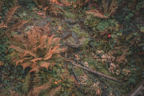 Ferns and Wild Plants Beside Large Roots