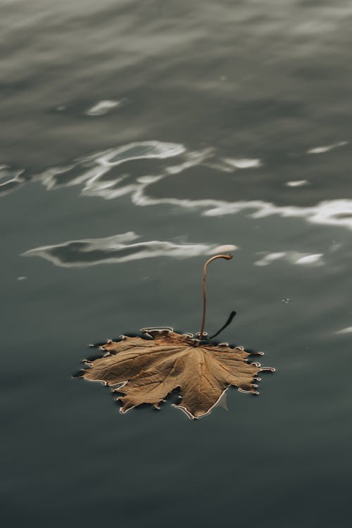 Darmowe zdjęcie z galerii z jesienny liść, latający, liść klonu
