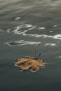 Brown Maple Leaf Floating on Body of Water