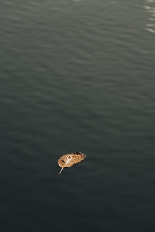 dikey atış, düşmek, güz içeren Ücretsiz stok fotoğraf