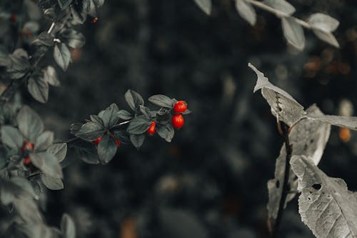 Close Up Photo of Poisonous Berries