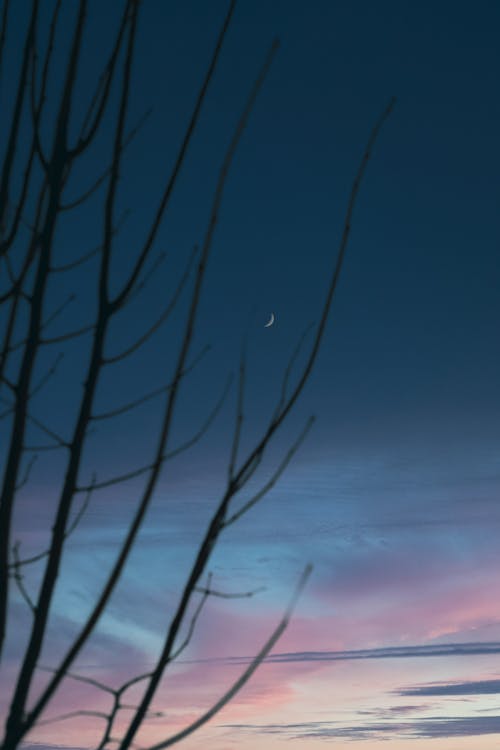 Silhouetted Tree Branches against a Sunset Sky and Crescent Moon 