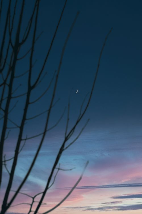 Free A tranquil evening scene featuring a crescent moon, silhouetted branches, and pastel clouds at dusk. Stock Photo