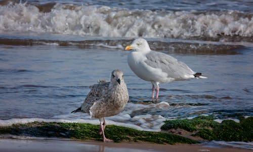 Безкоштовне стокове фото на тему «берег, впритул, європейська оселедець чайка»