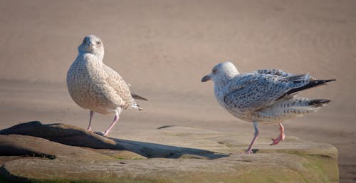 Seagulls on Brown Rocks