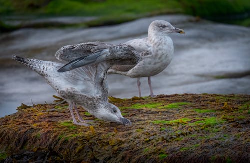 Photos gratuites de aviaire, fermer, goéland