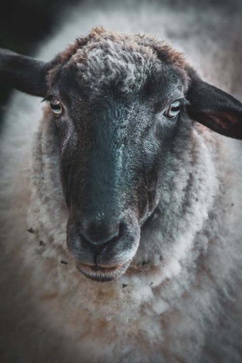 A Portrait of a Sheep