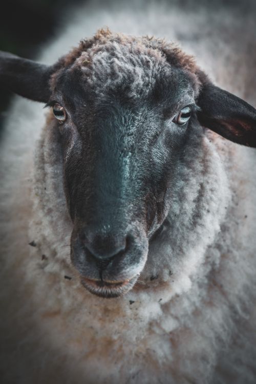 Free Intimate close-up of a domestic sheep showcasing its detailed wool and expressive eyes. Stock Photo