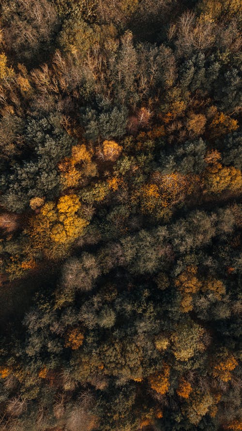 Aerial View of Forest in Autumn Colours