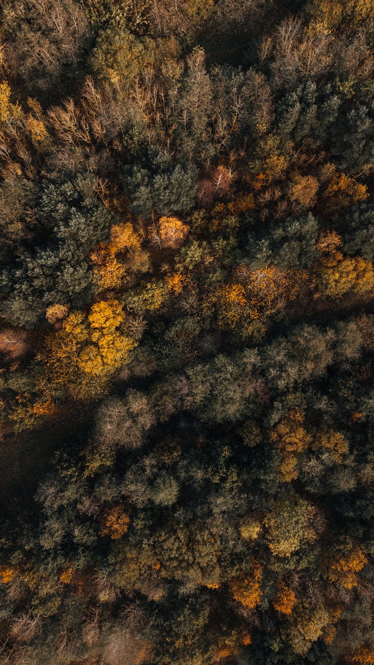 Aerial View Of Forest In Autumn Colours