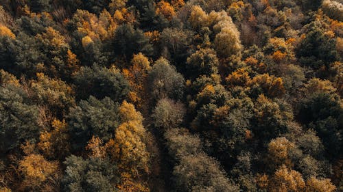Forest Trees in Autumn Colors