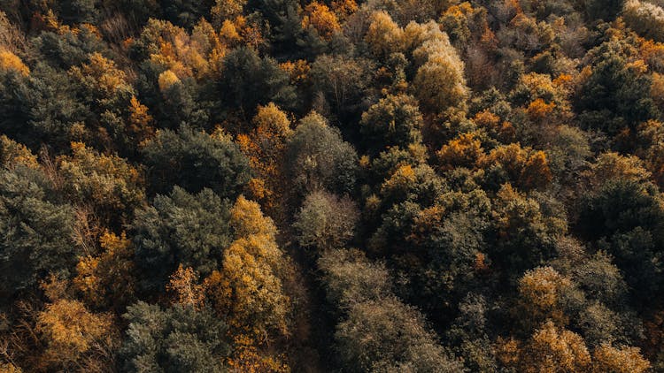 Forest Trees In Autumn Colors